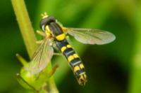 Sphaerophoria scripta