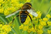 Eristalis pertinax
