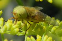 Atylotus fulvus