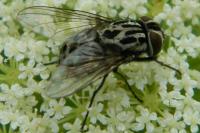 Graphomya maculata