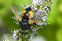 Phryxe magnicornis