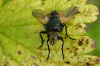 Phryxe magnicornis