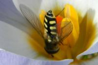 Eupeodes luniger