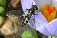 Meliscaeva auricollis