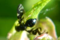 Euleia heraclei