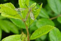 Tipula oleracea