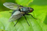 Calliphora vomitoria