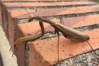 Mantis religiosa