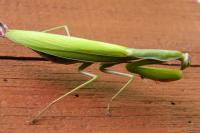 Mantis religiosa
