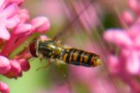 Episyrphus balteatus