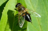 Eristalis pertinax
