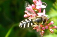 Scaeva pyrastri