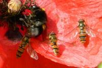 Episyrphus balteatus