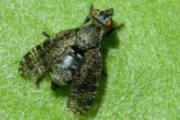 Platystoma seminationis