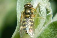 Eupeodes corollae