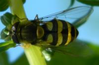Syrphus ribesii