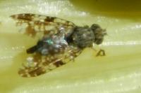 Campiglossa producta