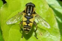 Helophilus pendulus