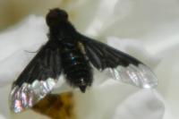 Hemipenthes morio