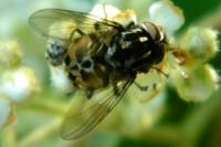 Graphomya maculata