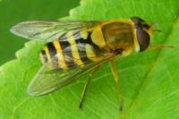 Syrphus vitripennis