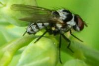 Anthomyia procellaris