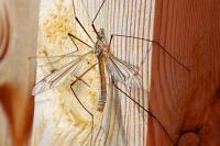 Tipula vernalis