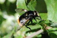 Volucella bombylans