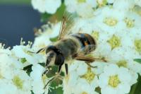 Eristalis