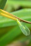 Chrysoperla