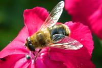 Eristalis pertinax