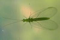 Chrysoperla