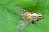 Helina impuncta