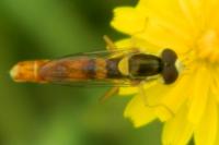 Sphaerophoria scripta