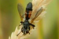 Cylindromyia pilipes