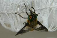 Chrysops viduatus