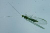 Chrysoperla
