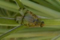 Sphenella marginata