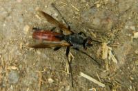 Cylindromyia bicolor