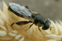 Syritta pipiens