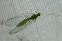 Chrysoperla
