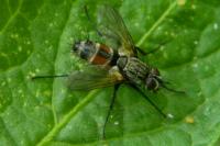 Eriothrix rufomaculata