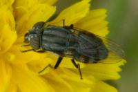 Stomorhina lunata