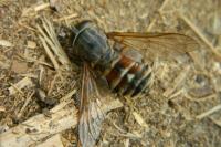 Tabanus bovinus