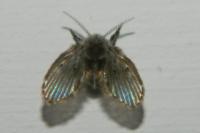 Clogmia albipunctata