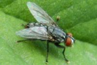 Phaonia valida