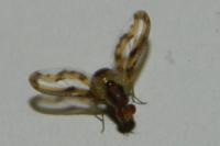Toxoneura muliebris