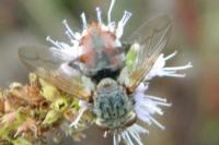 Peleteria iavana