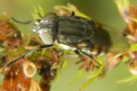 Stomorhina lunata