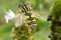 Helophilus pendulus